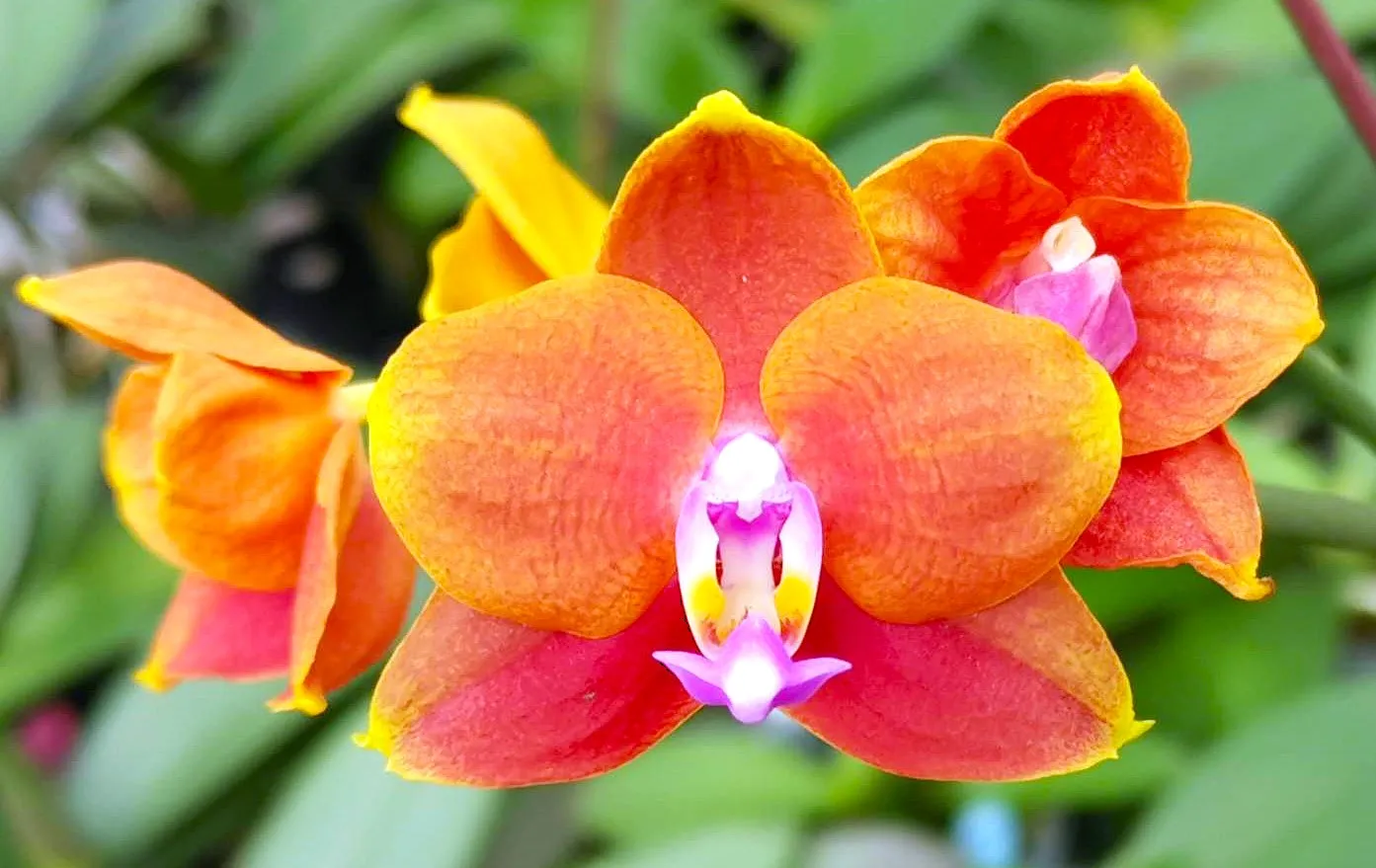 P. Profar Orange Queen