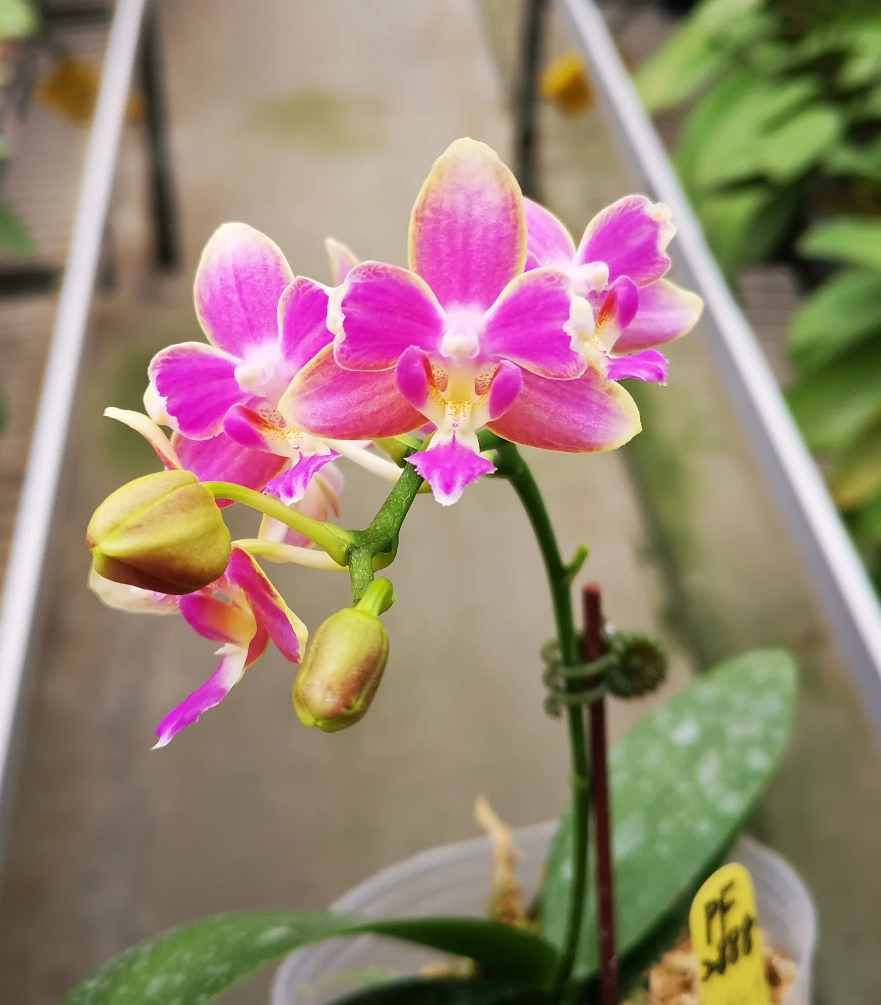 P. Profar Pink Dew