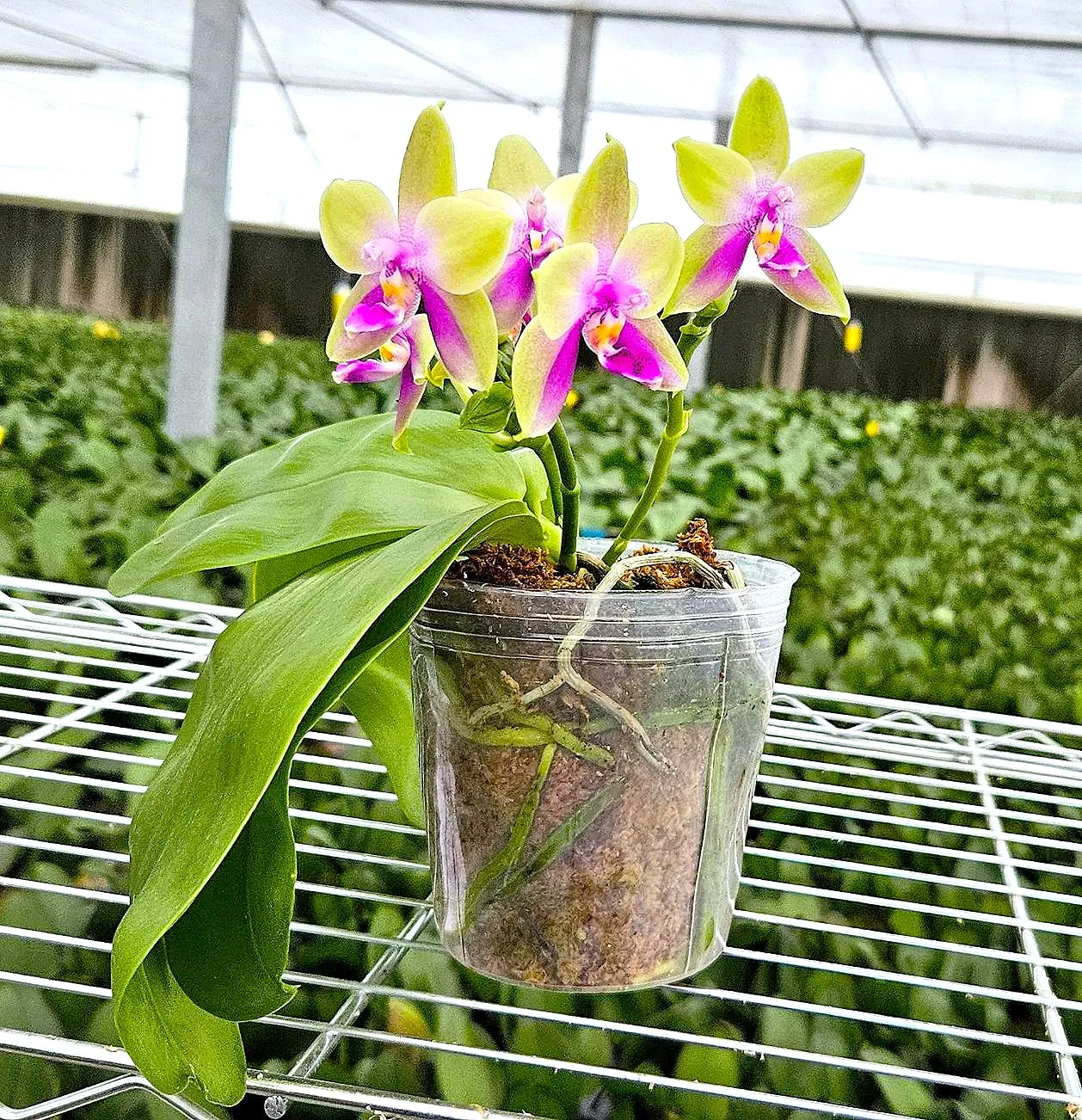 P. Profar Happy Beauty