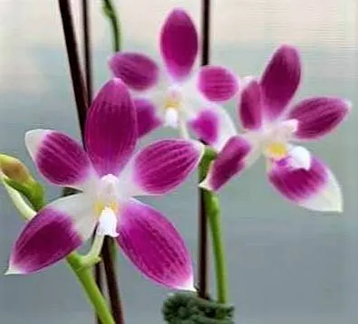 P. Speciosa 'PF'