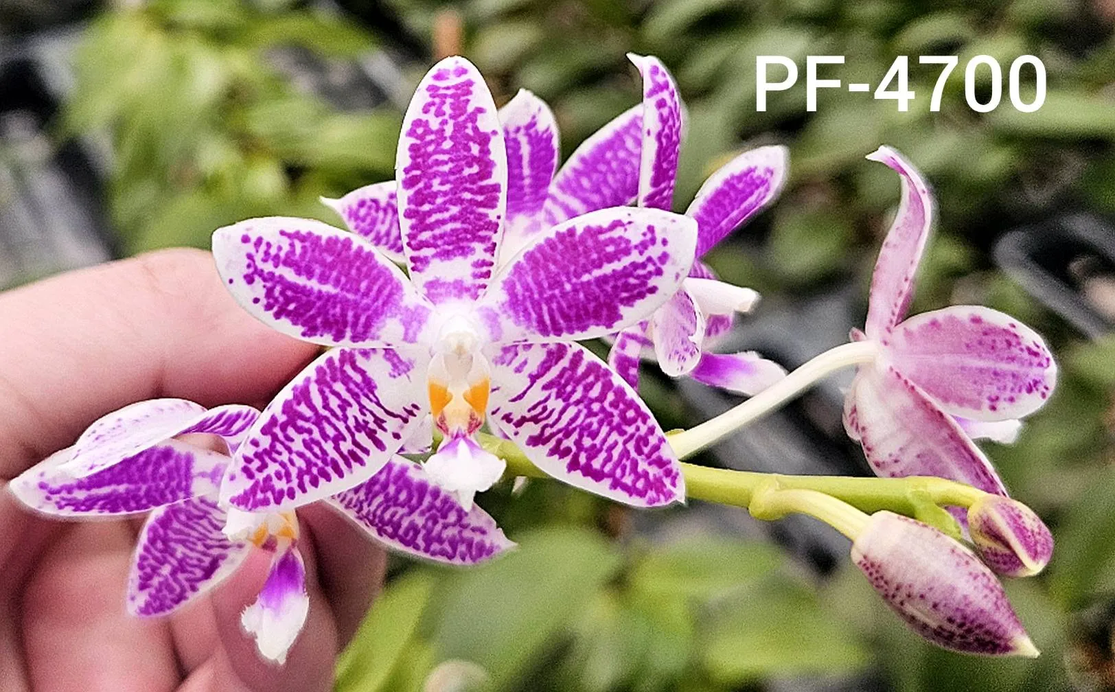 P. Profar Little Purple Chips