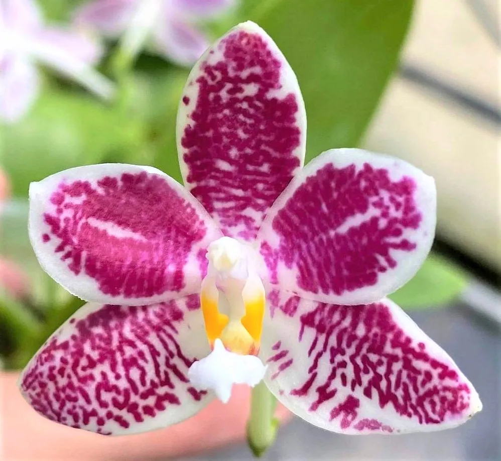 P. Profar Little Purple Stars