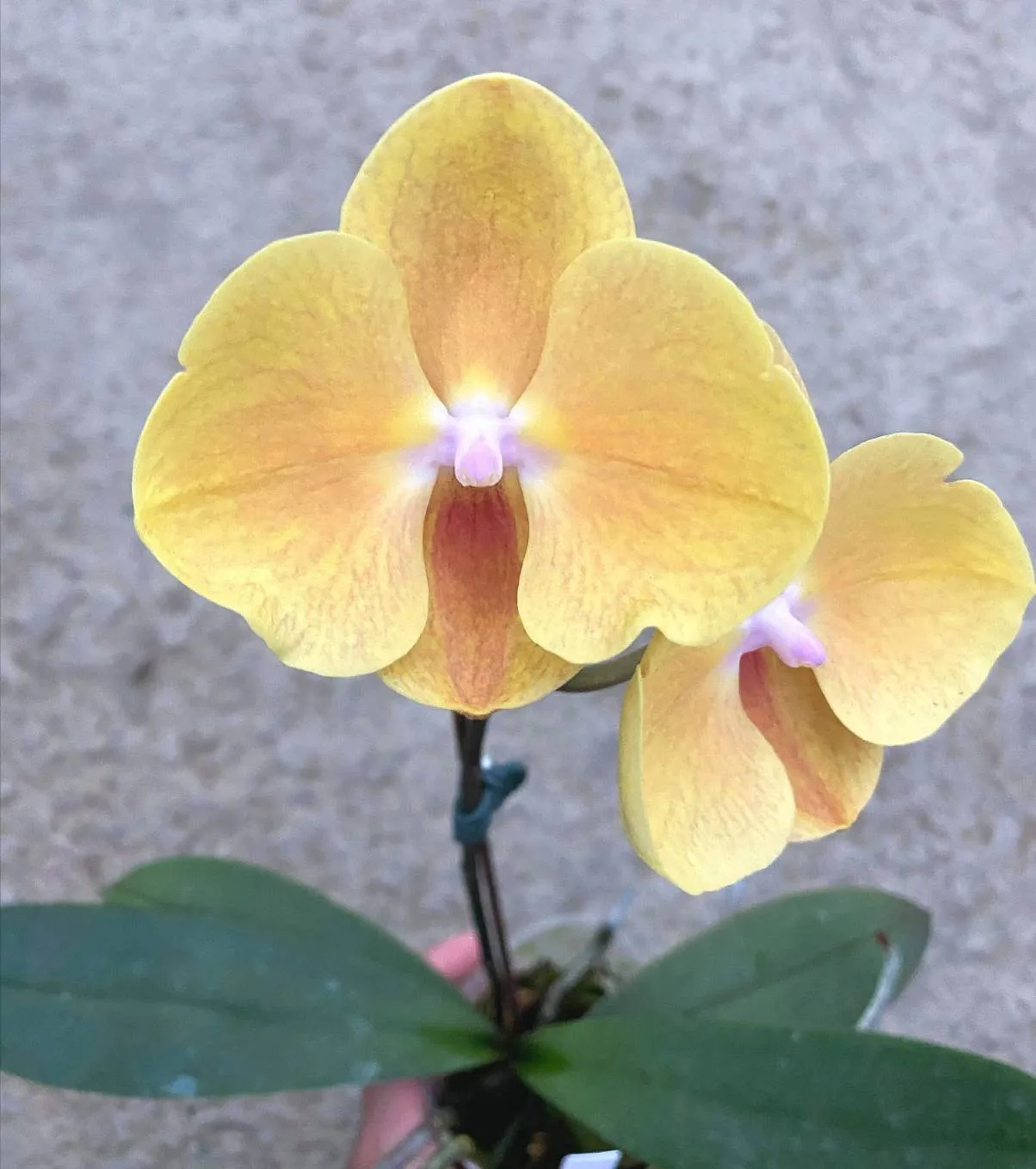 P. Profar Golden Flora