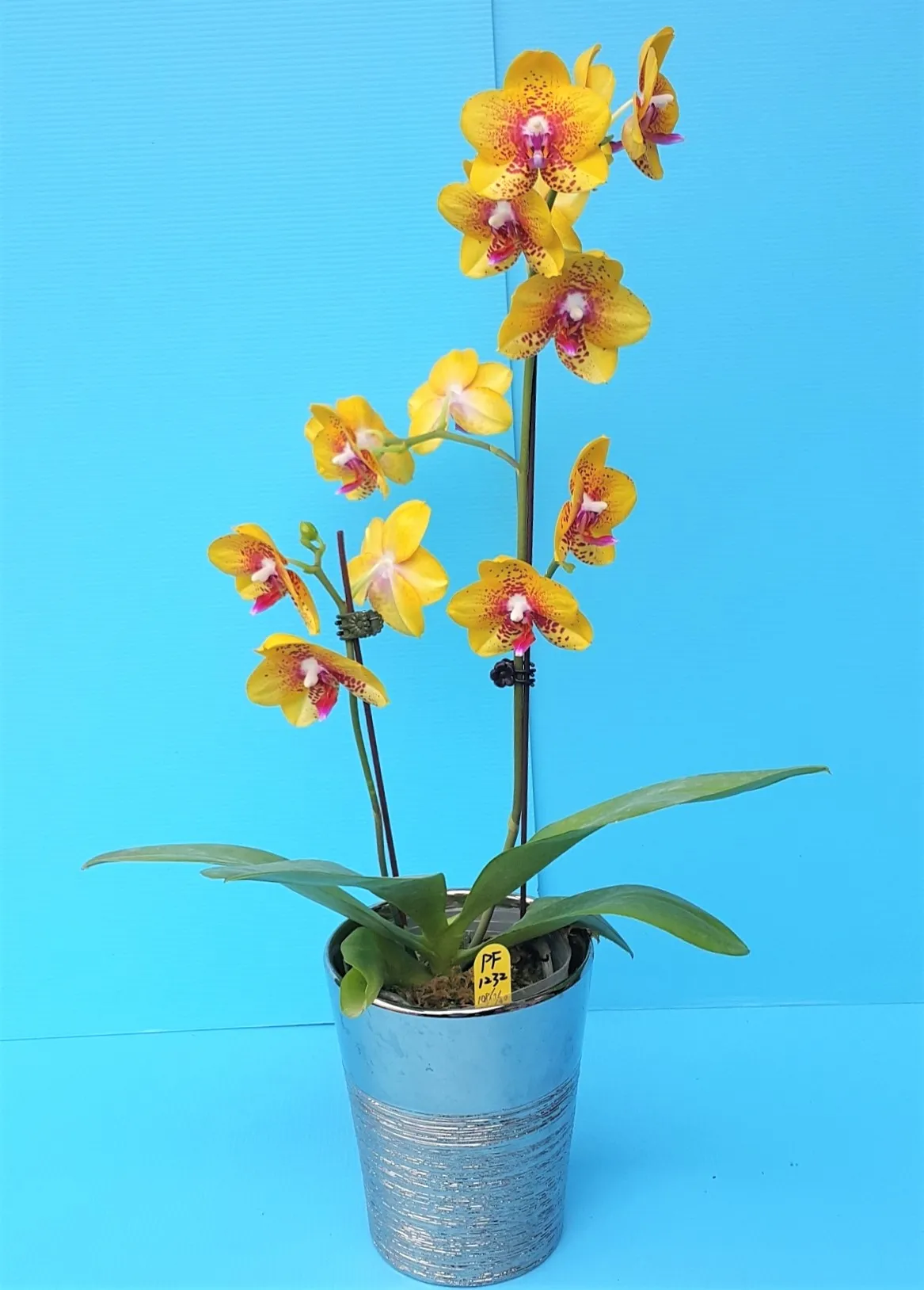 P. Profar Evergreen