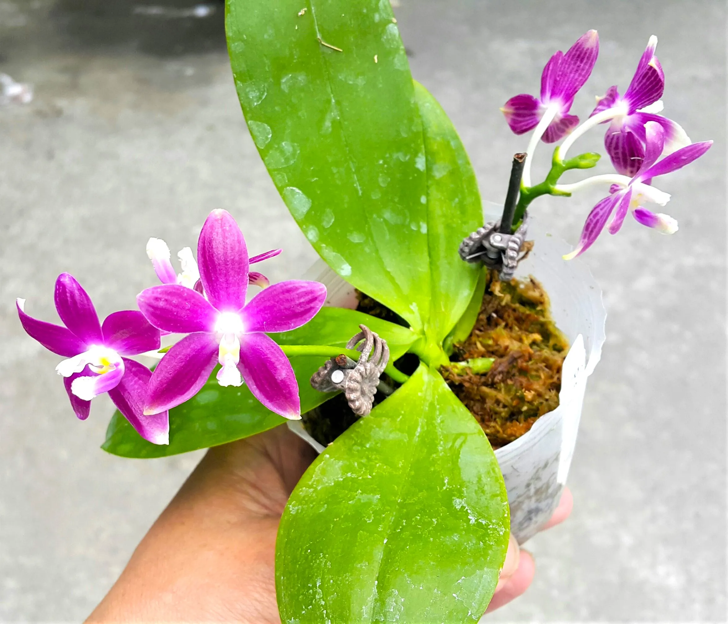 P. Speciosa 'PF'