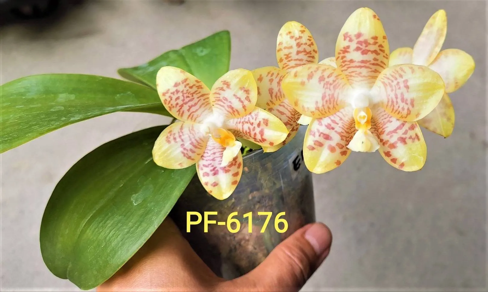 P. Profar Amber Jade