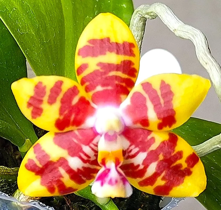 P. Profar Zebra