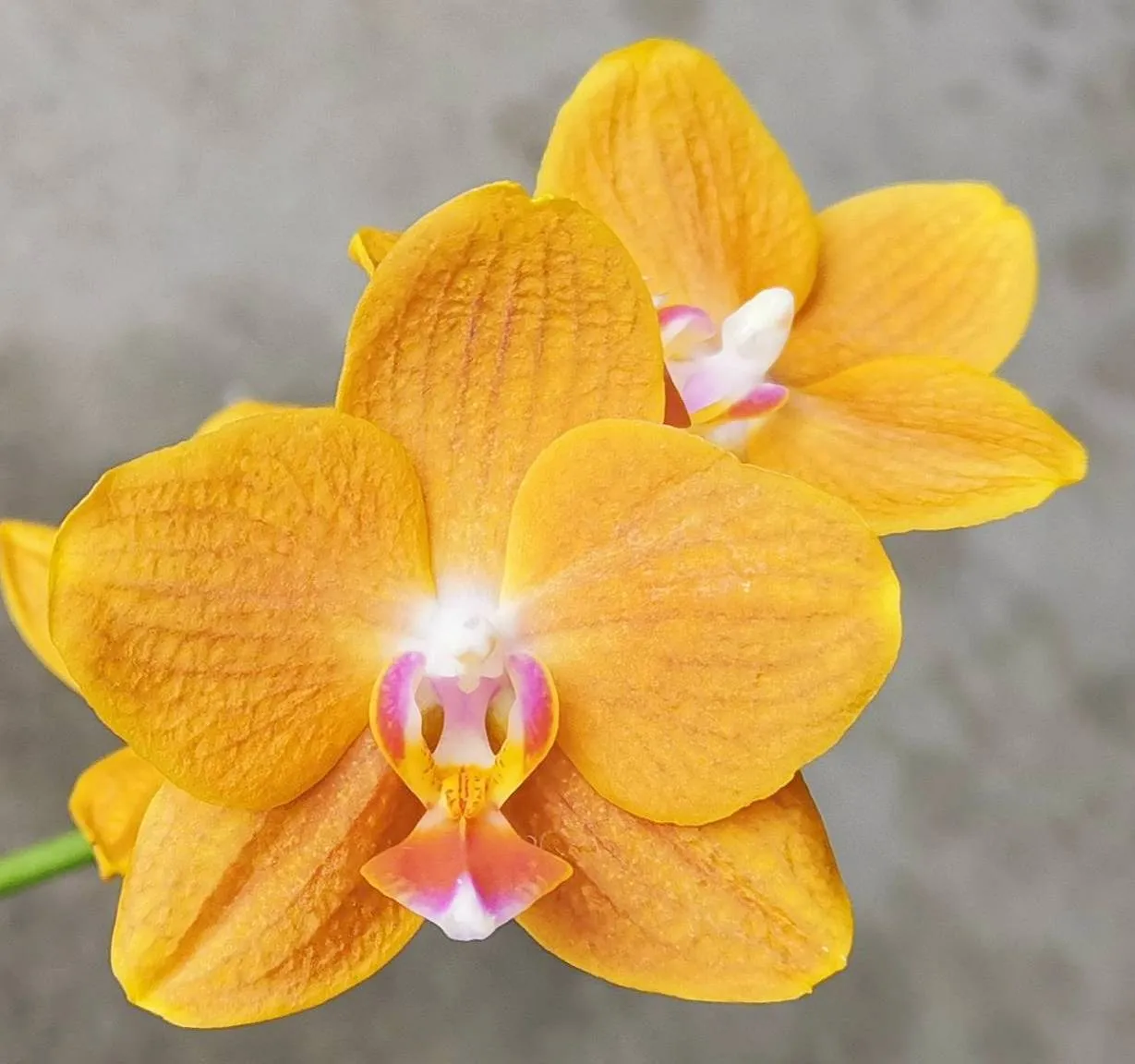 P. Profar Golden Dew