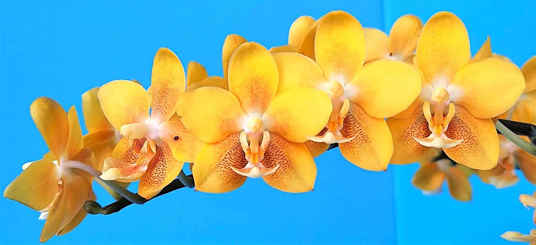 P. Profar Yellow Chocolate