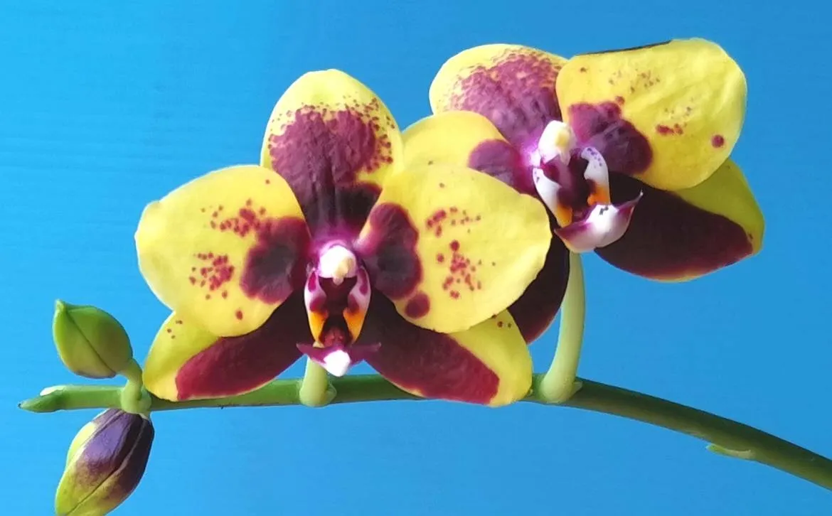P. Profar Tiger Princess