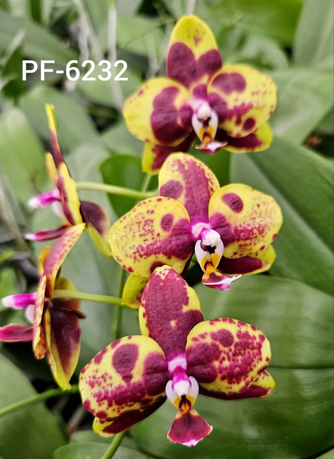 P. Profar Amber Kitty