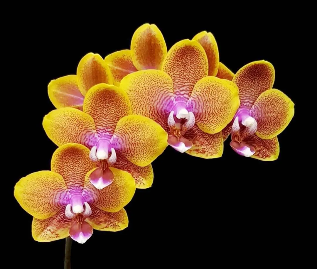 P. Lioulin Orange