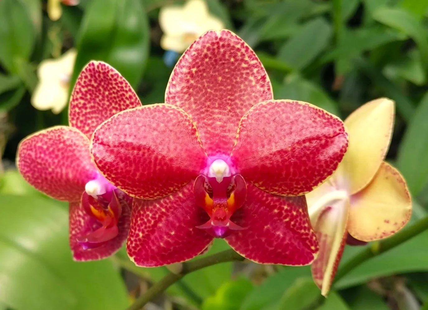 P. Profar Sun Flower
