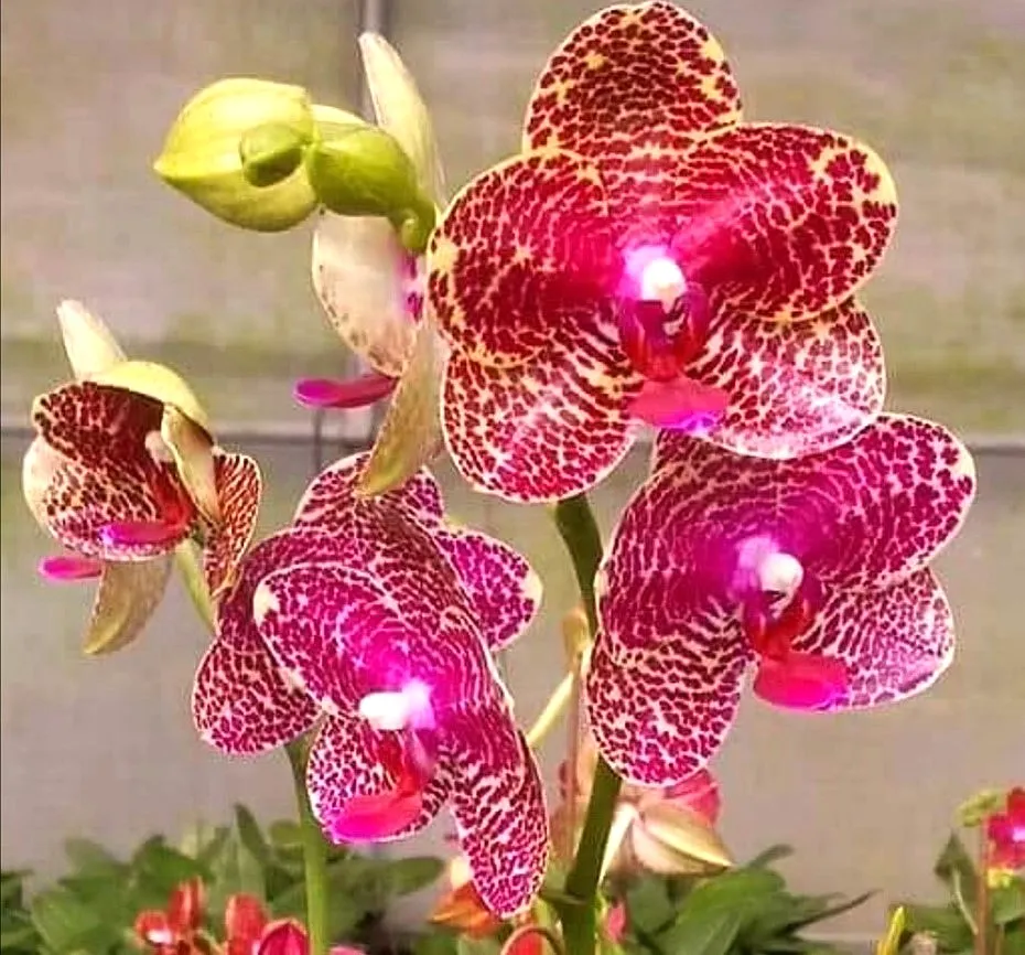 P. Profar Floral Kiss