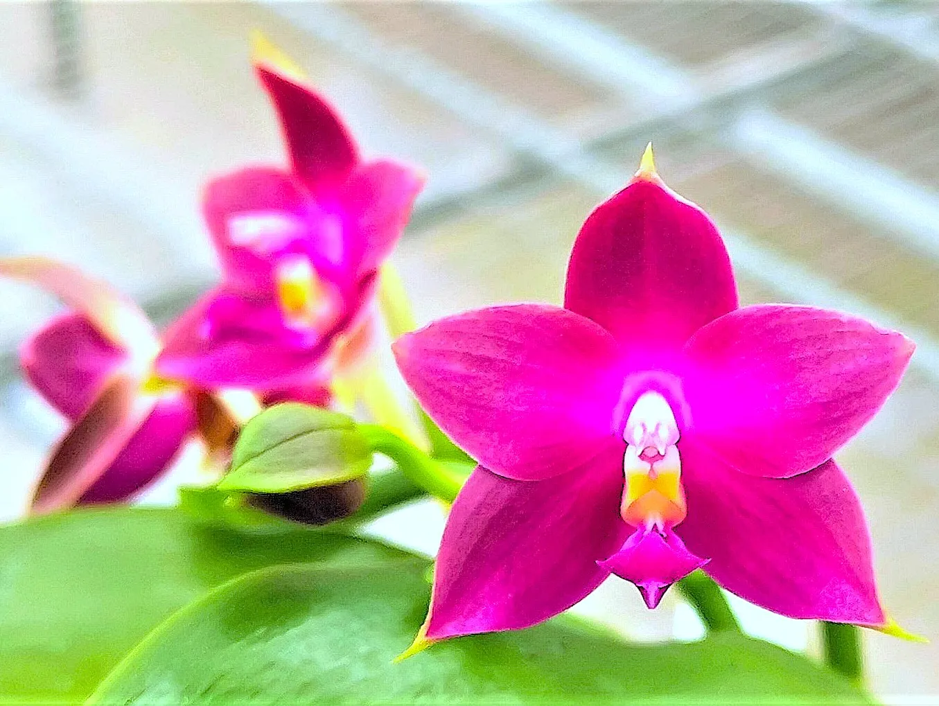 P. Profar Purple Pink