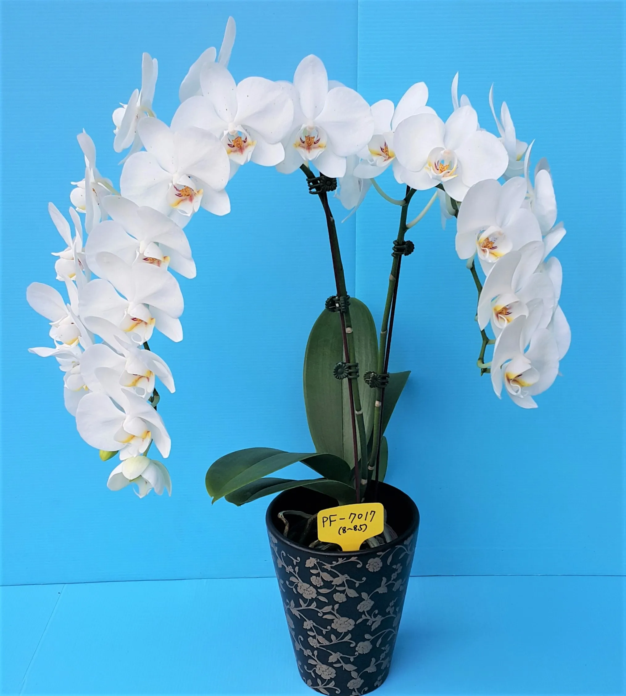 P. Profar Snow Cherry