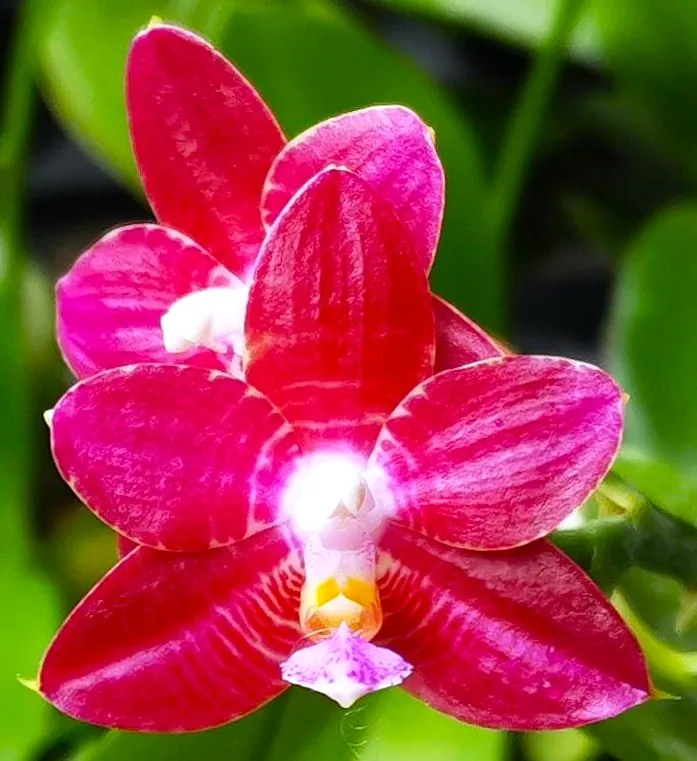 P. Profar Melody Blue