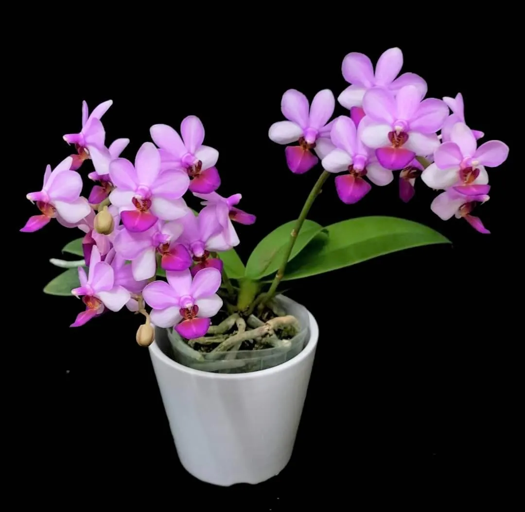 P. Liu's Berry Trinity