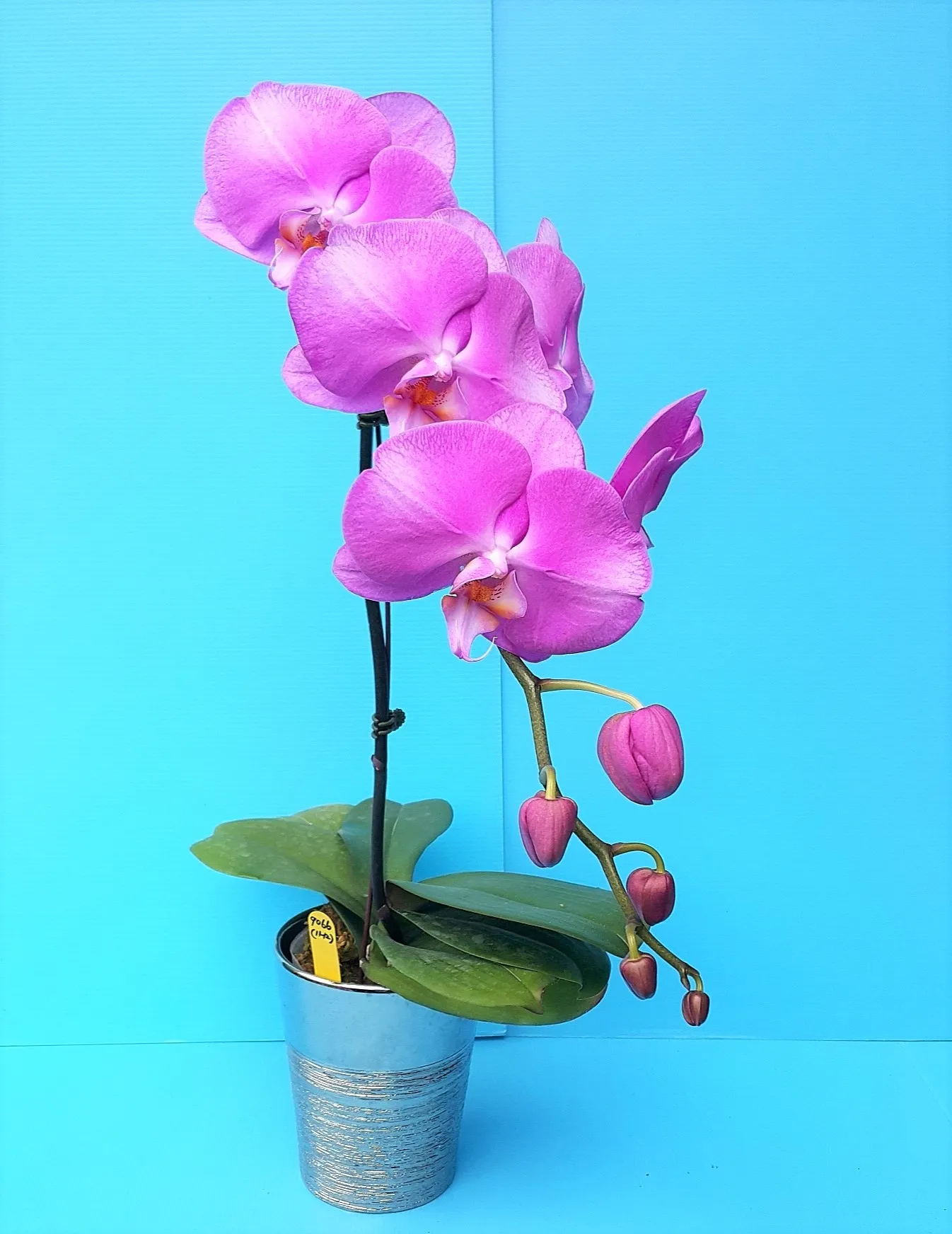 P. Profar Andromeda