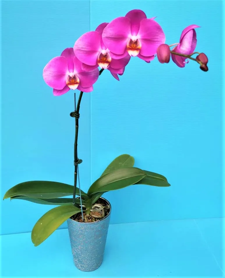 P. Profar Solar Queen