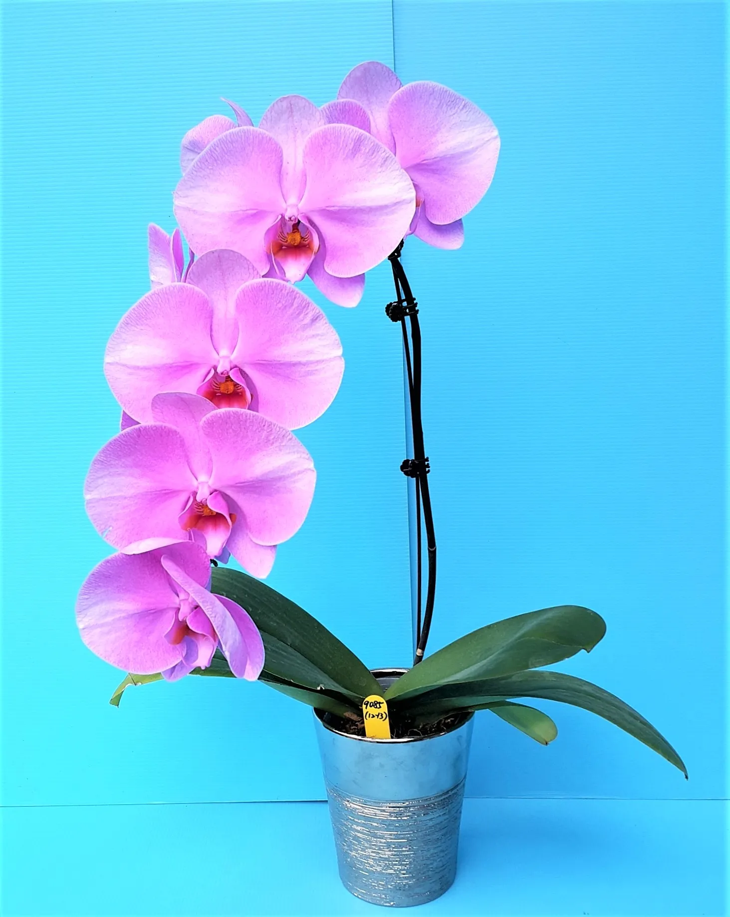 P. Profar Summer Beauty