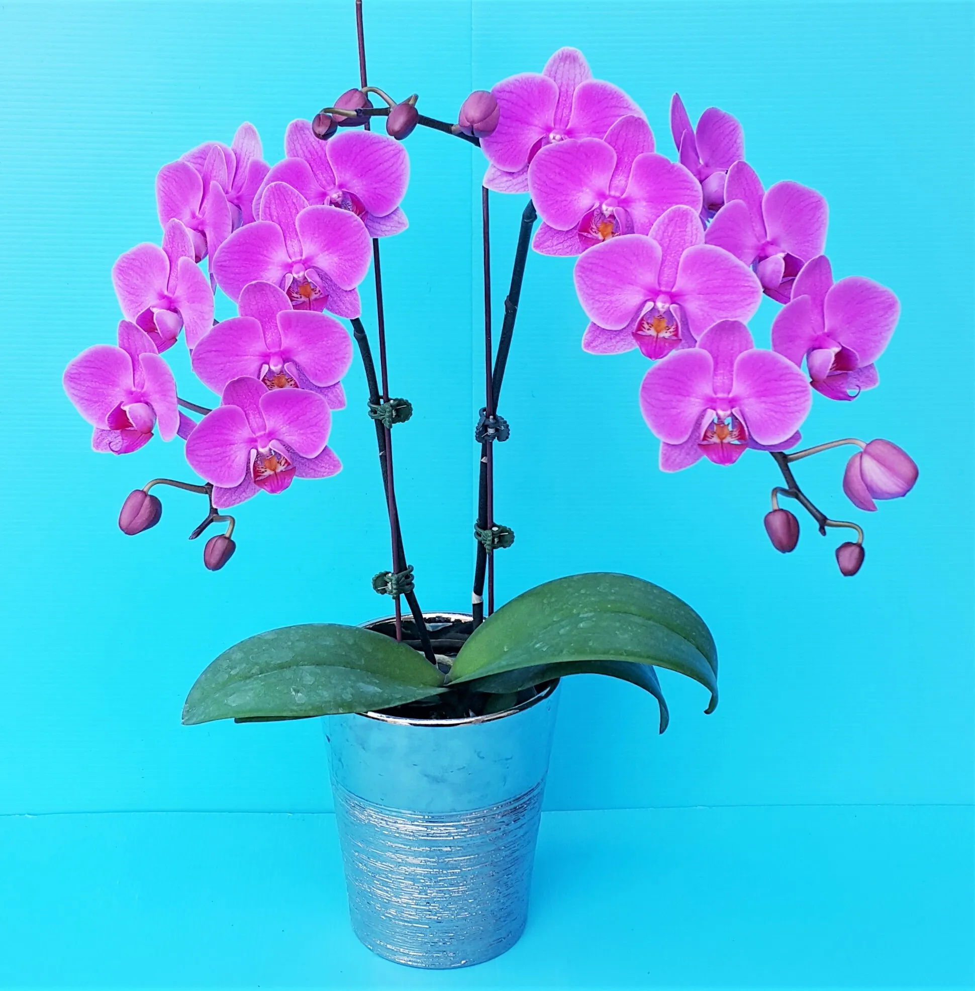 P. Profar Pink Butterfly