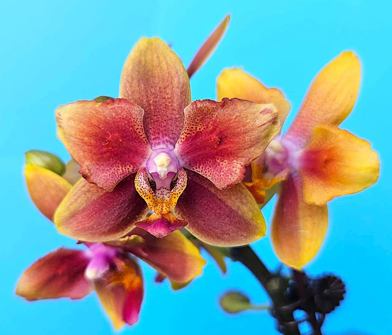 P. Profar Brown Smile