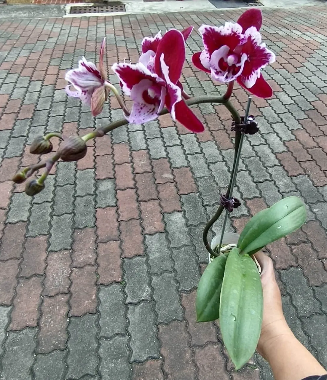 P. Profar Your Smile