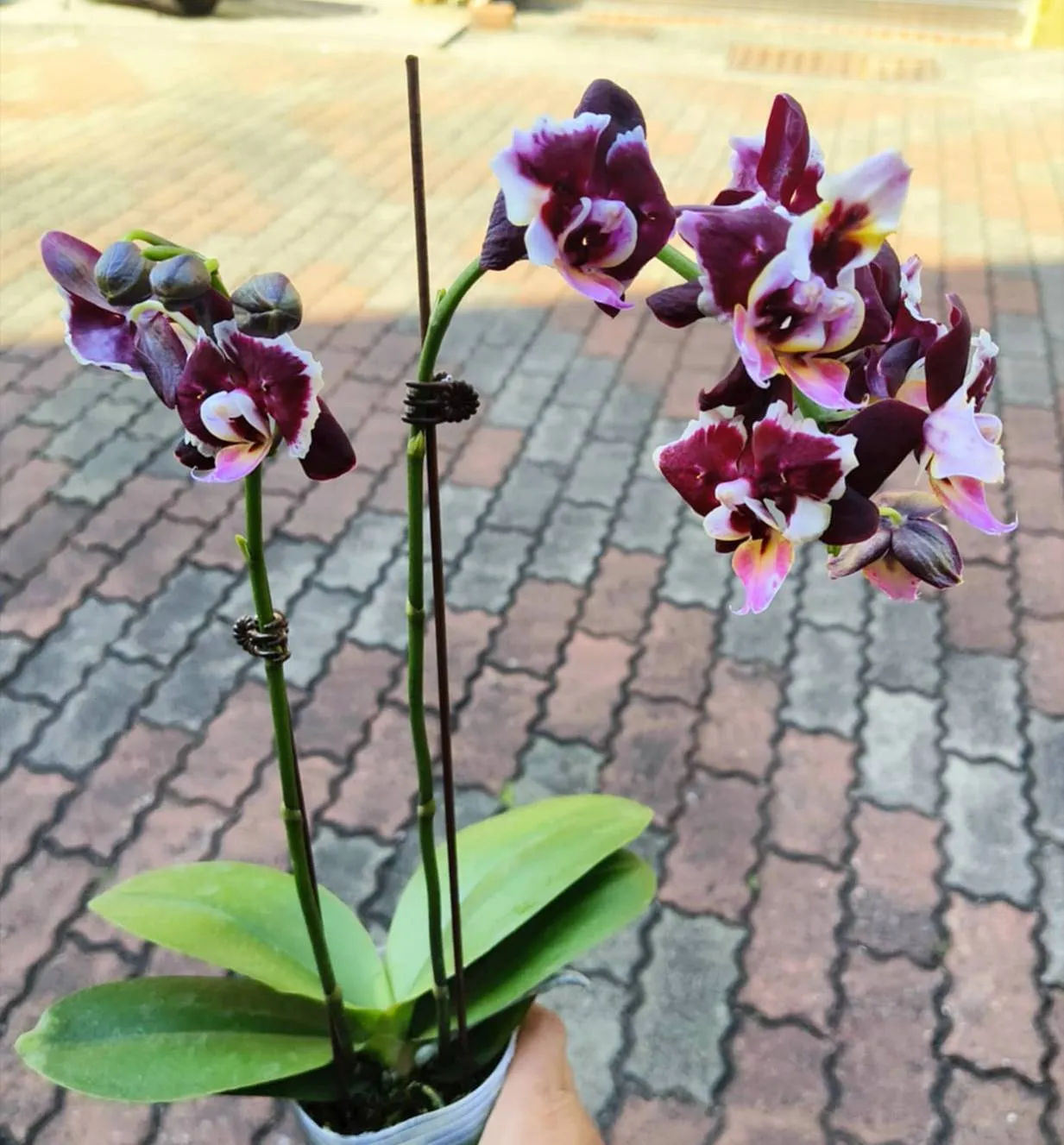 P. Profar Floral Smile