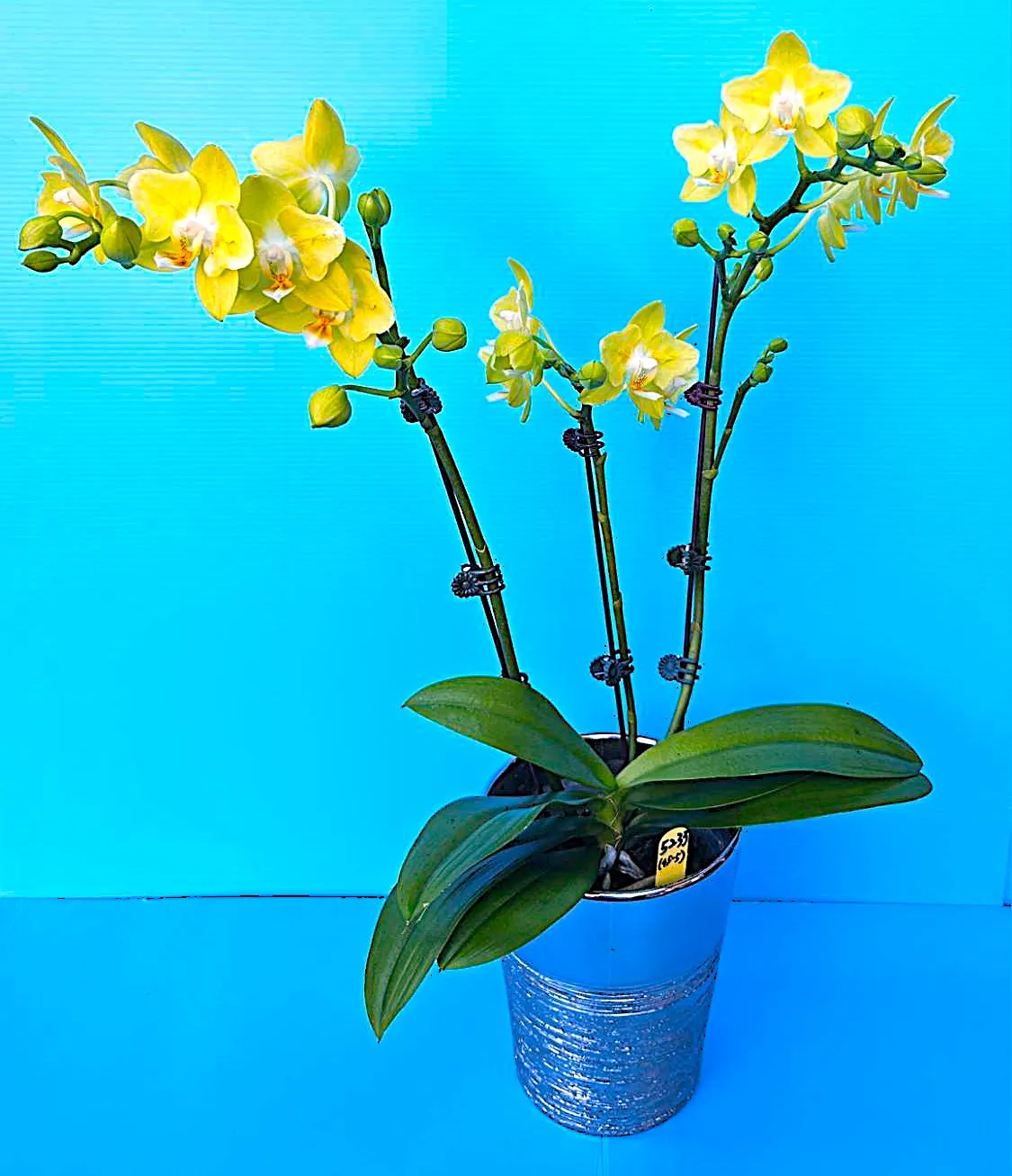 P. Profar Golden Smile