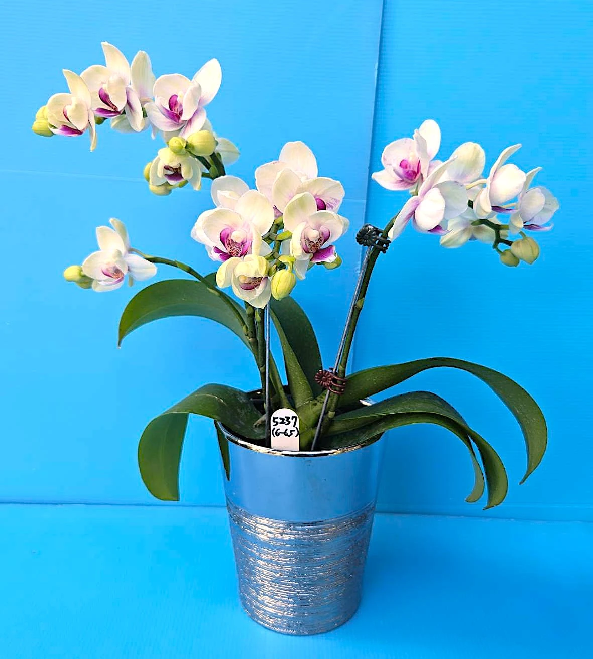 P. Profar Silent White