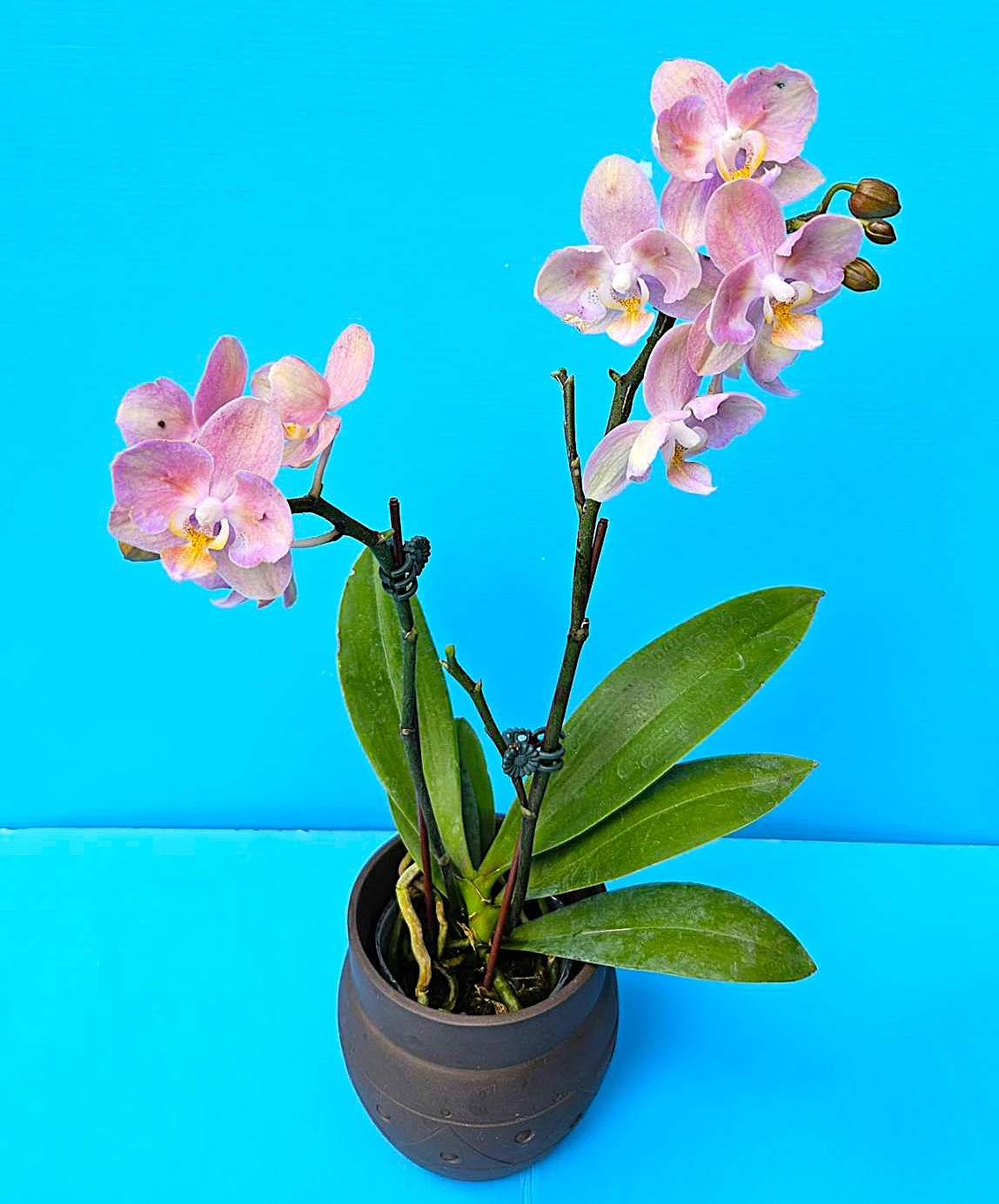 P. Profar Pink Flora