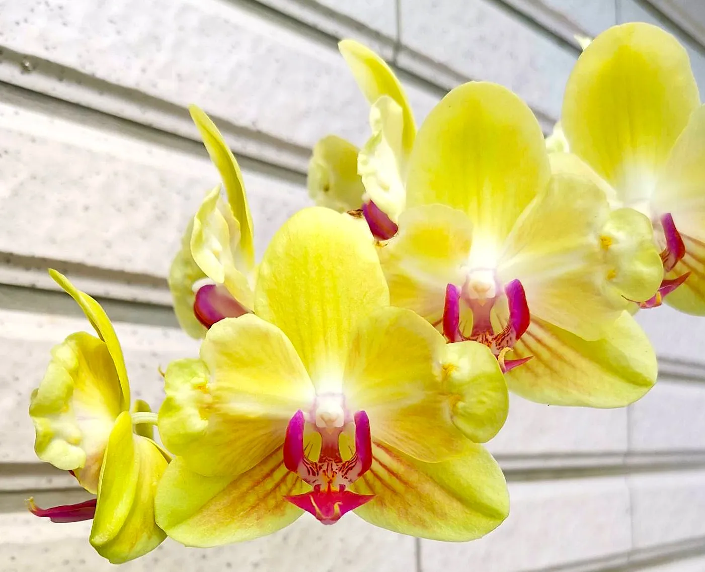 Profar Yellow Spring