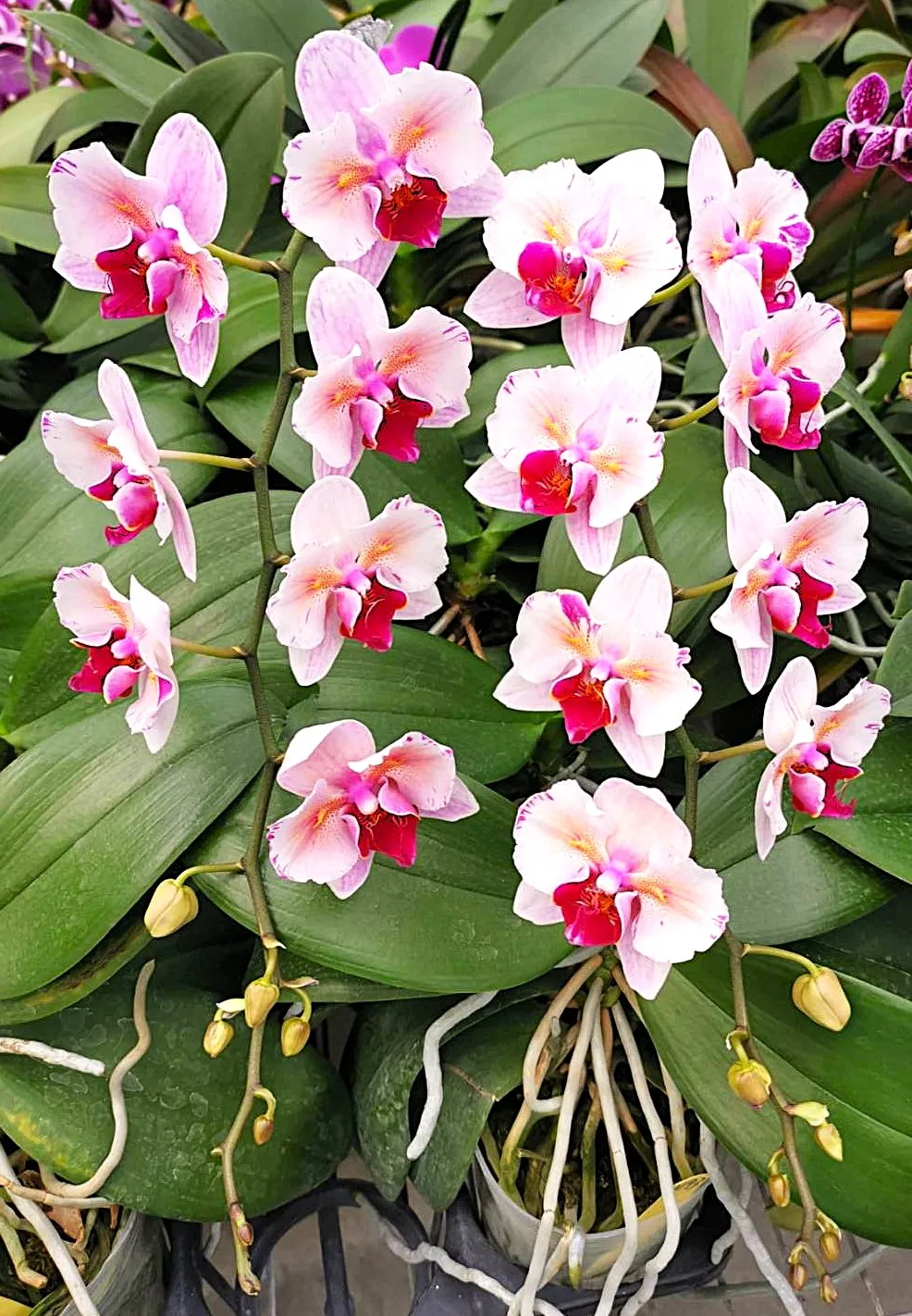 Profar Cherry Blossom