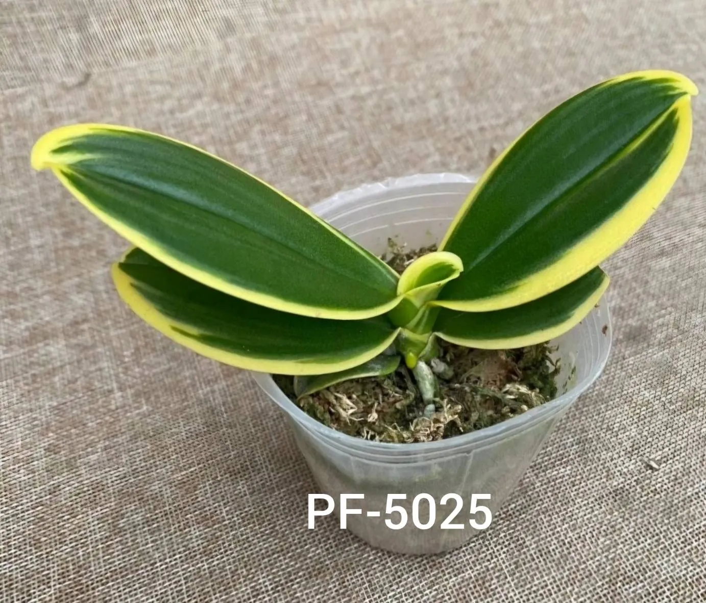 Sogo Vivien 'Variegated'