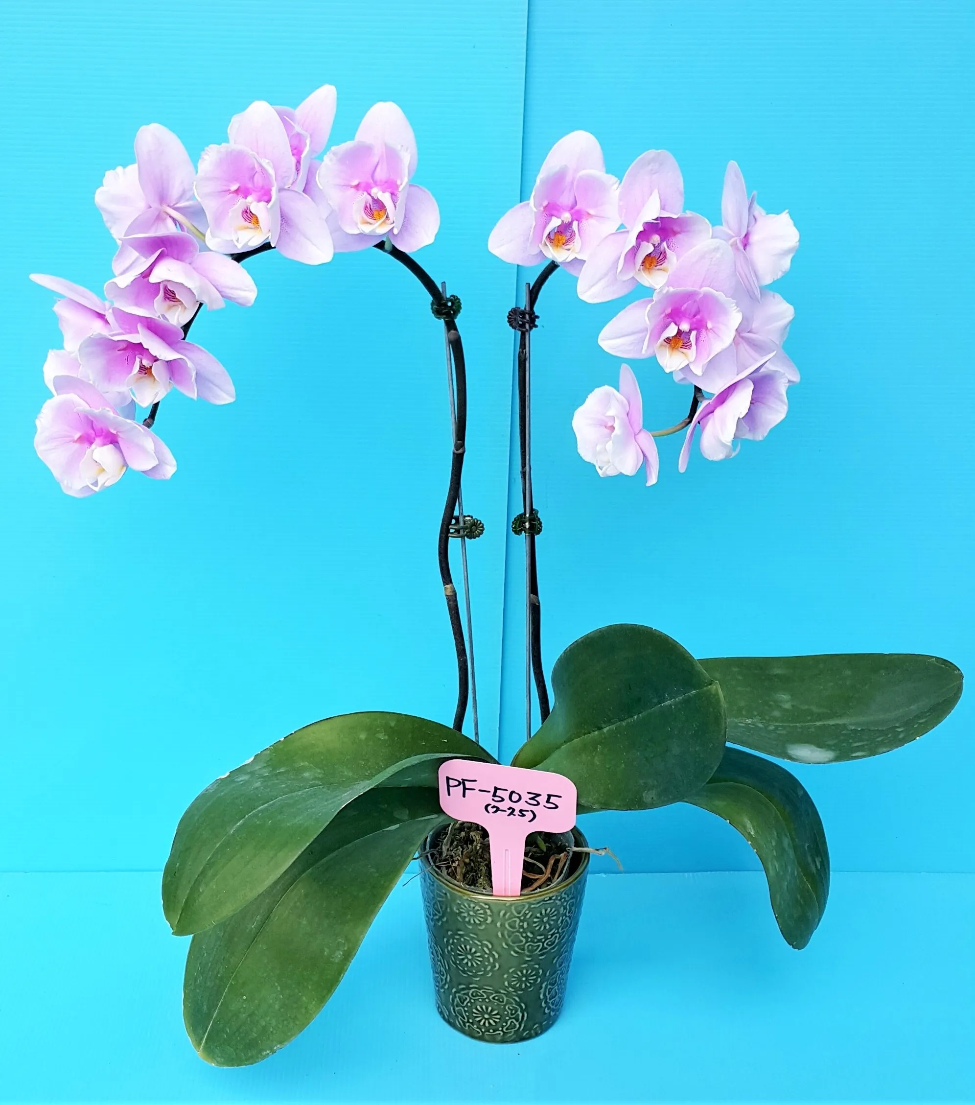 Profar Pink Fairy