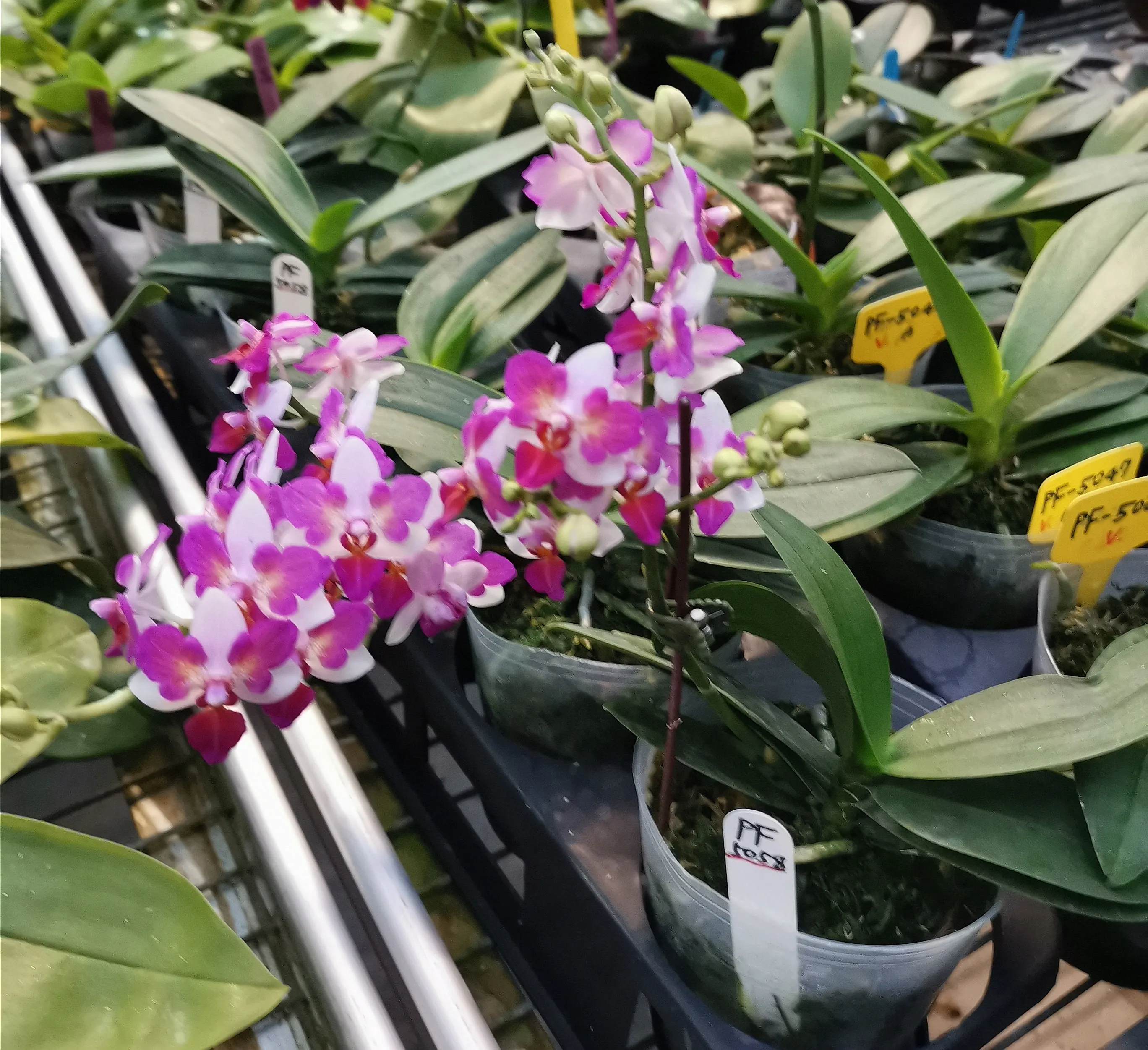 Liu's Berry Trinity 'Peloric'