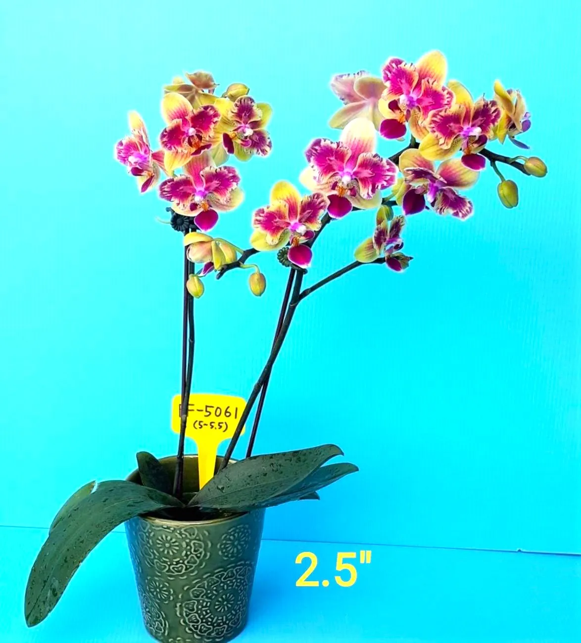 Sogo Yellowtris 'Peloric'