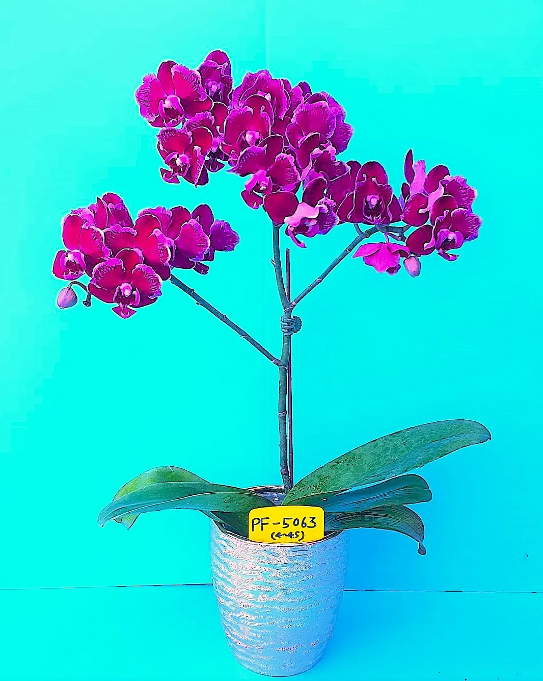 Profar Purple Rose