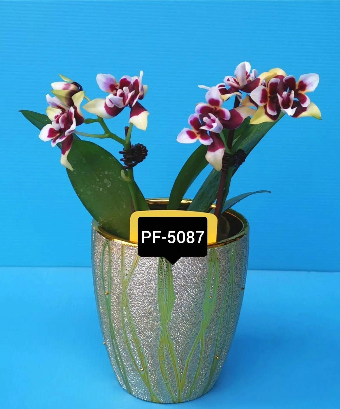 Profar Black Pearl