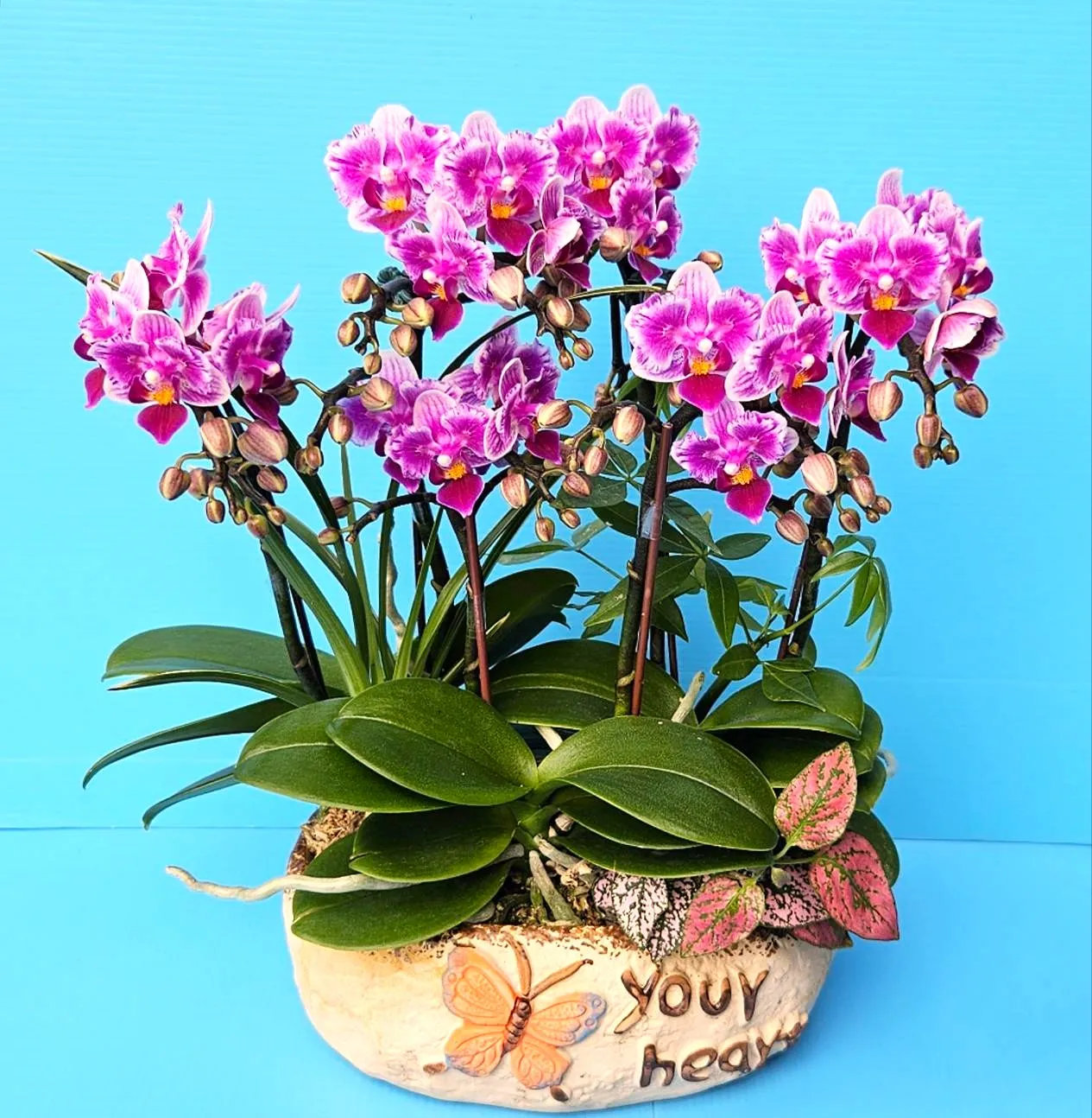 Profar Pink Flakes