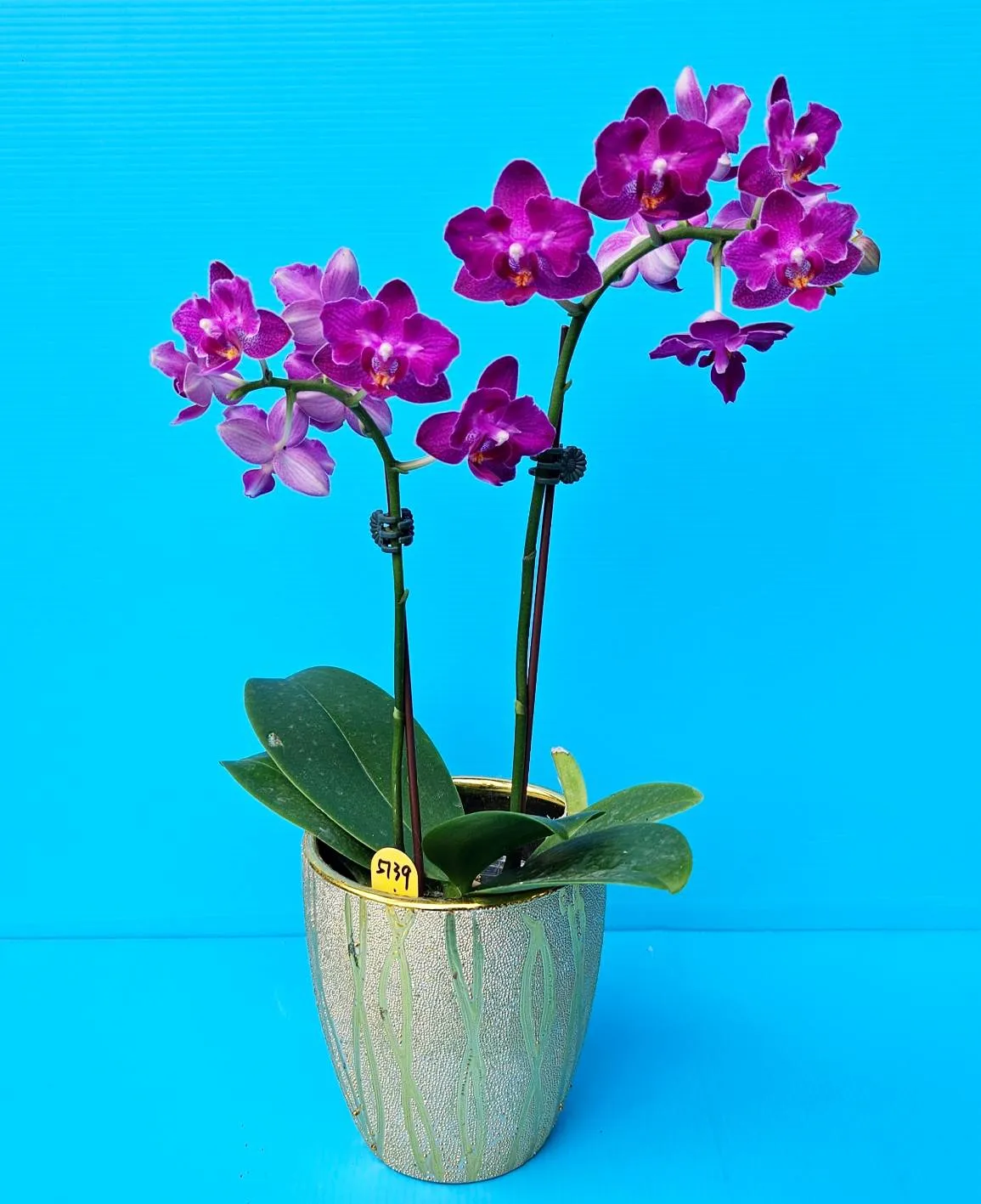 Profar Purple Heart