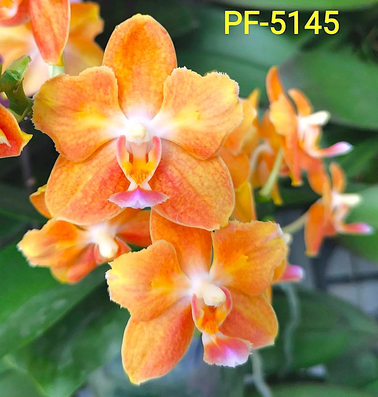 Profar Orange Moon