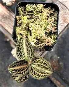 Anoectochilus ( koshunesnsis  x  siamensis  ) 'White Center'