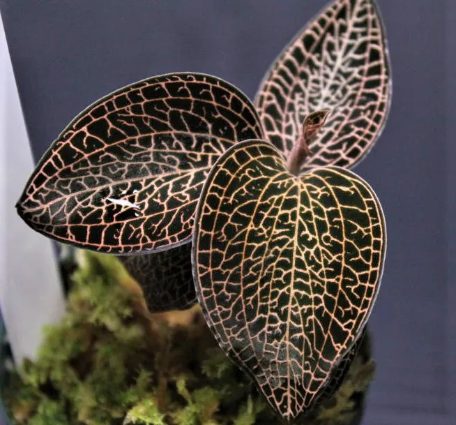 Anoectochilus roxburghii  hayata ‘Pointed Leaves’