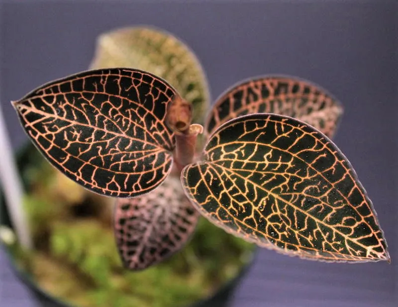 Anoectochilus roxburghii  hayata ‘Hong Sia’