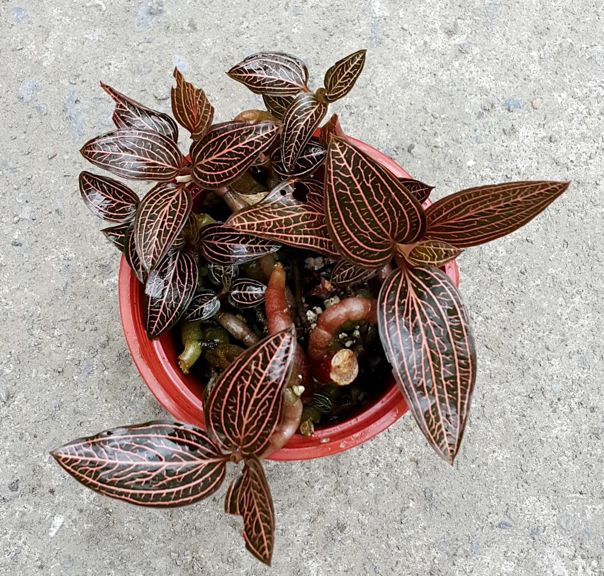 Ludisia discolor