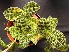 Macodes petola