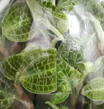 Macodes (sanderiana x petola)