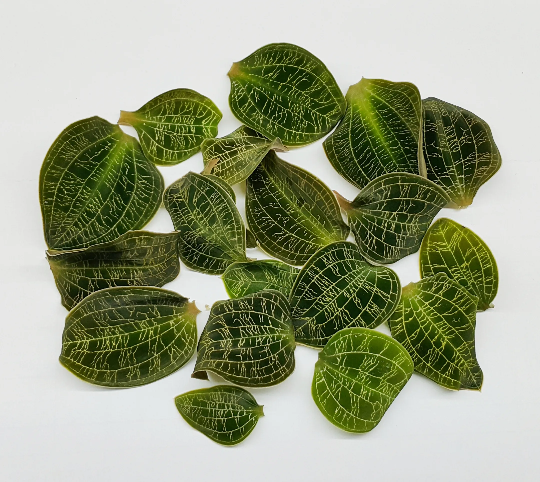 Macodes (petola Thailand x petola Sarawak)